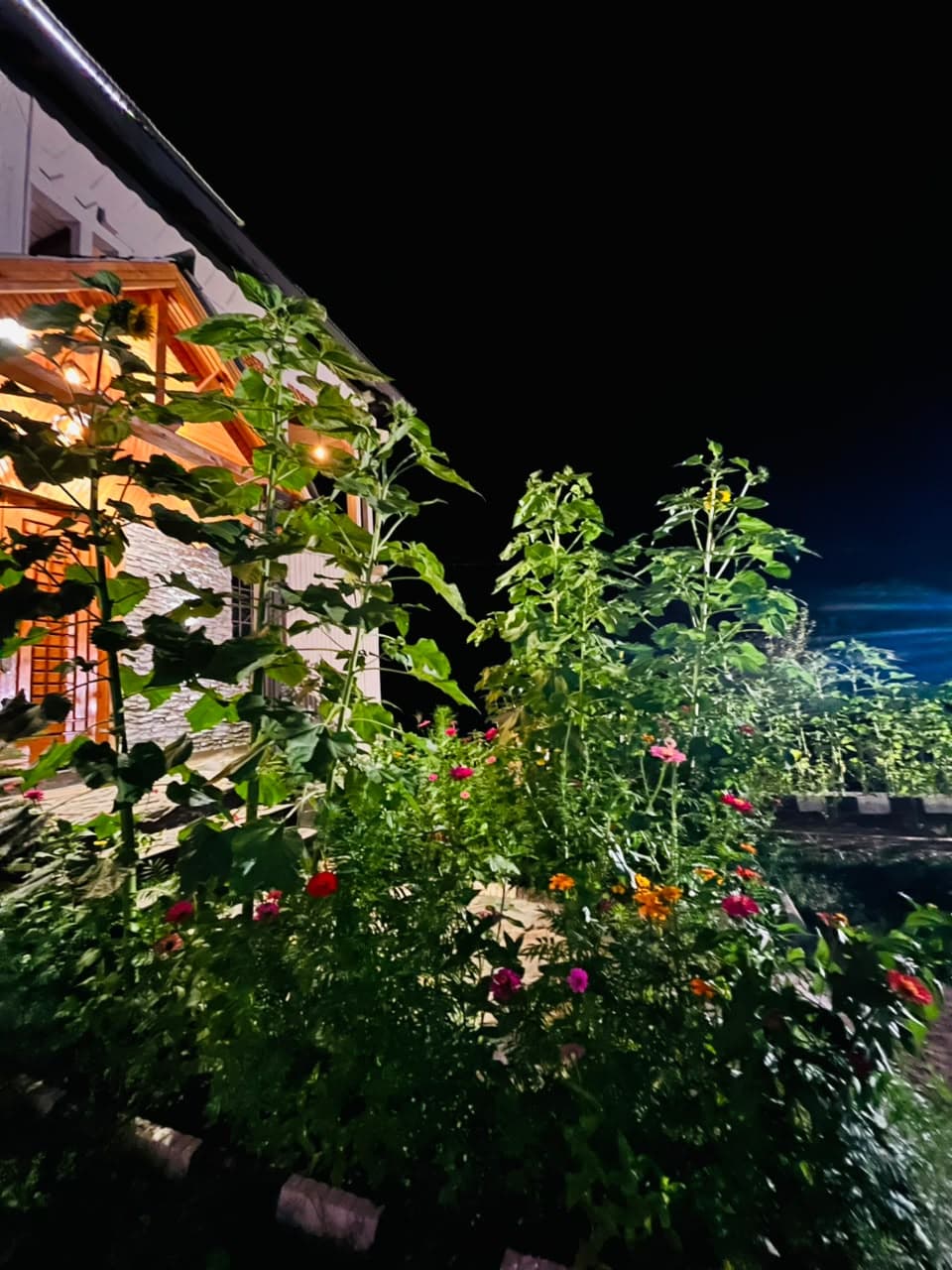 Flowering garden beside the Apex Inn building at night